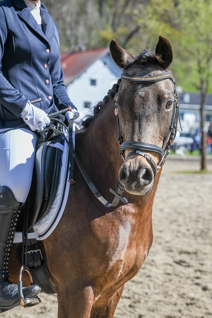 成人组的比 成人组的比